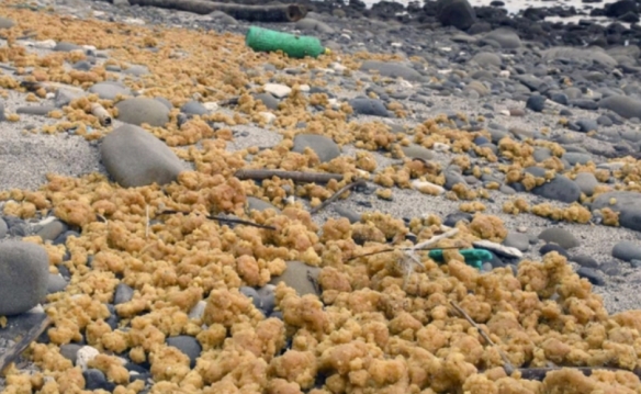 日本种子岛海域漂浮大量黄色块状物！专家：极其罕见